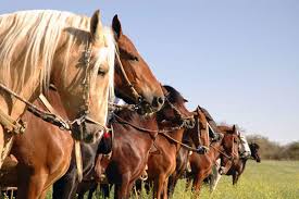 Cabalgata Qhapaq Ñan y Valle Sagrado